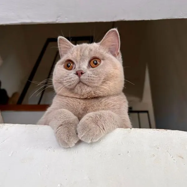 Nos chats à la maison