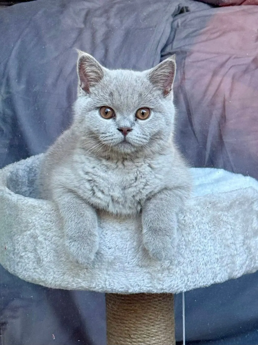 Nos chats à la maison