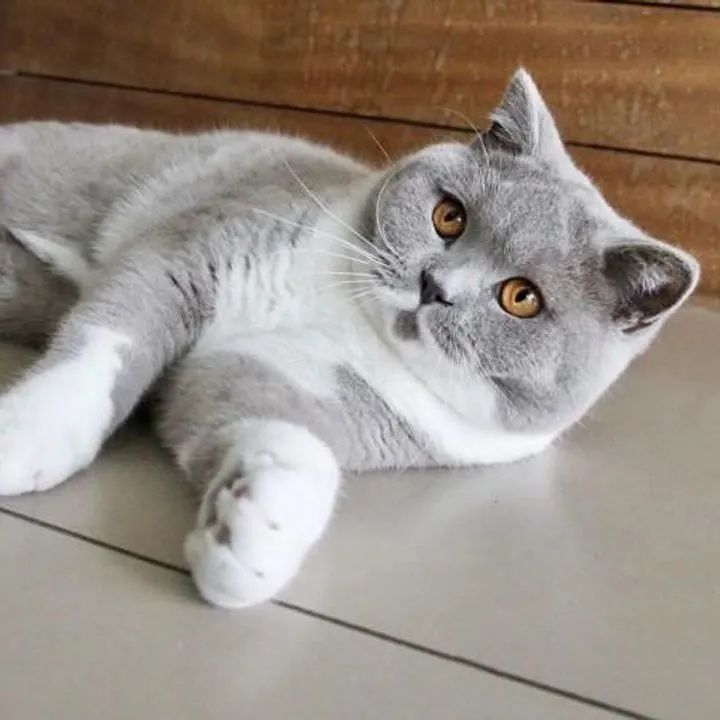 Aïko A cat power’s, Lilac et blanc
