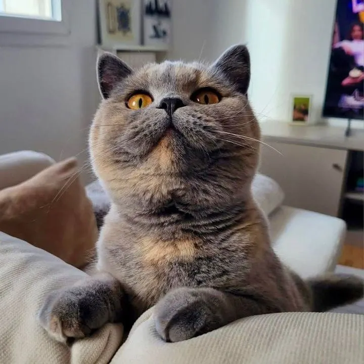 Ayumi A cat power’s, Bleu tortie