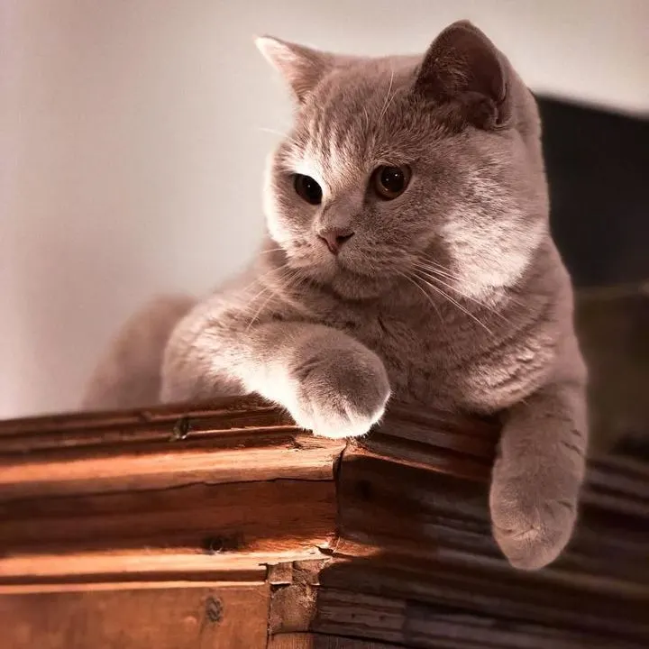 Berlioz