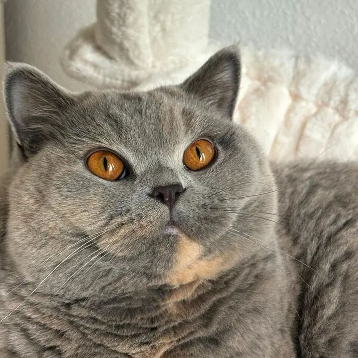 Ulani A cat power’s, Bleue tortie