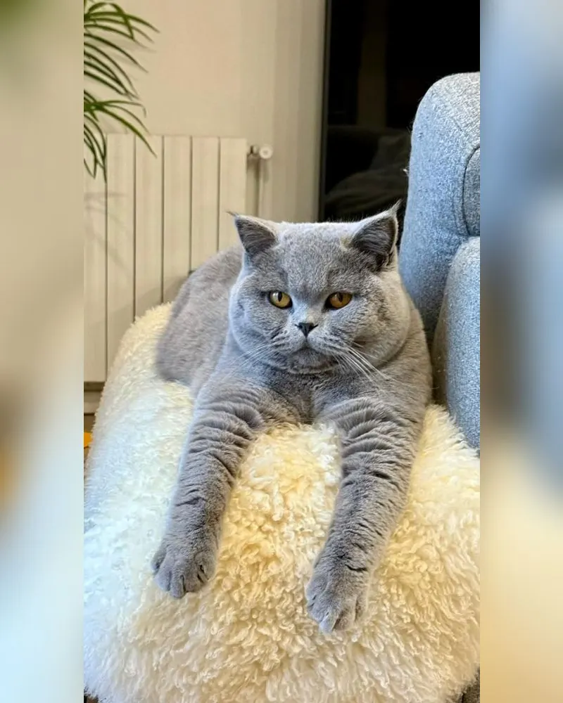 Un chat de l’élevage A Cat Power’s