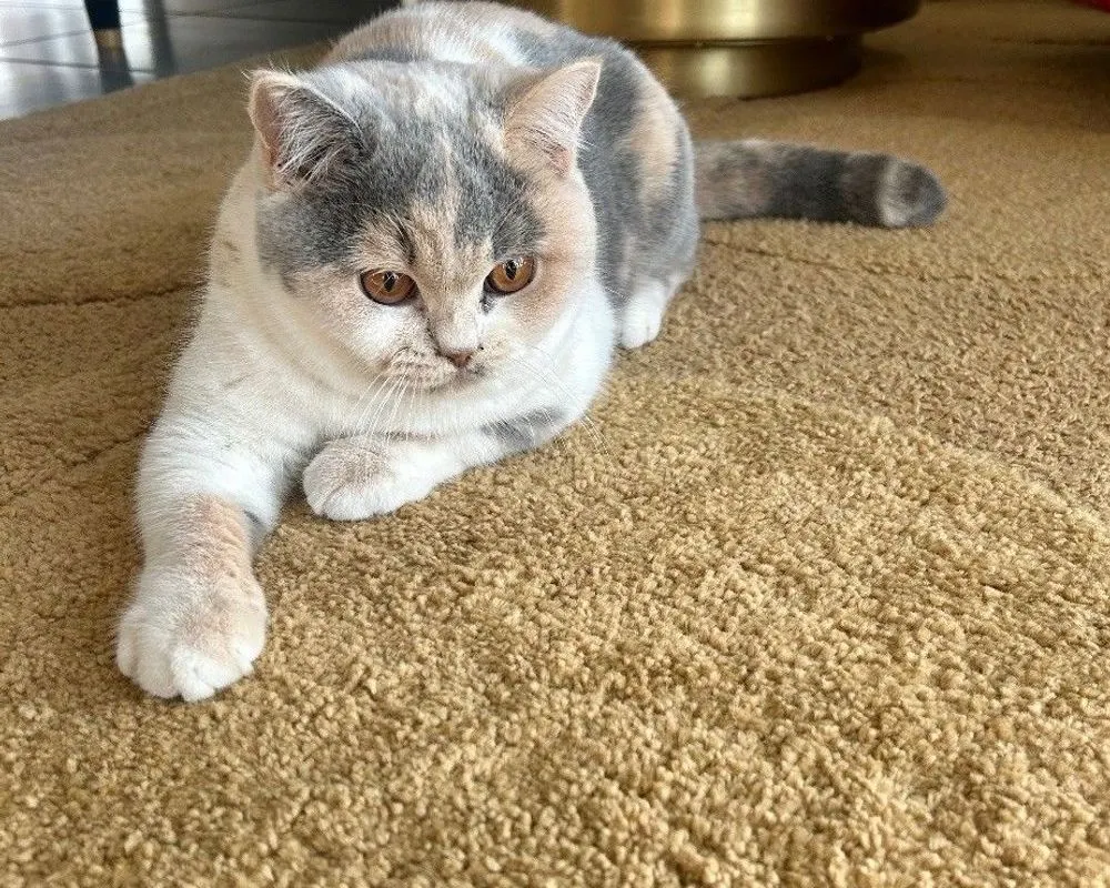 Quincy, British Shorthair blue tortie & blanc bicolore