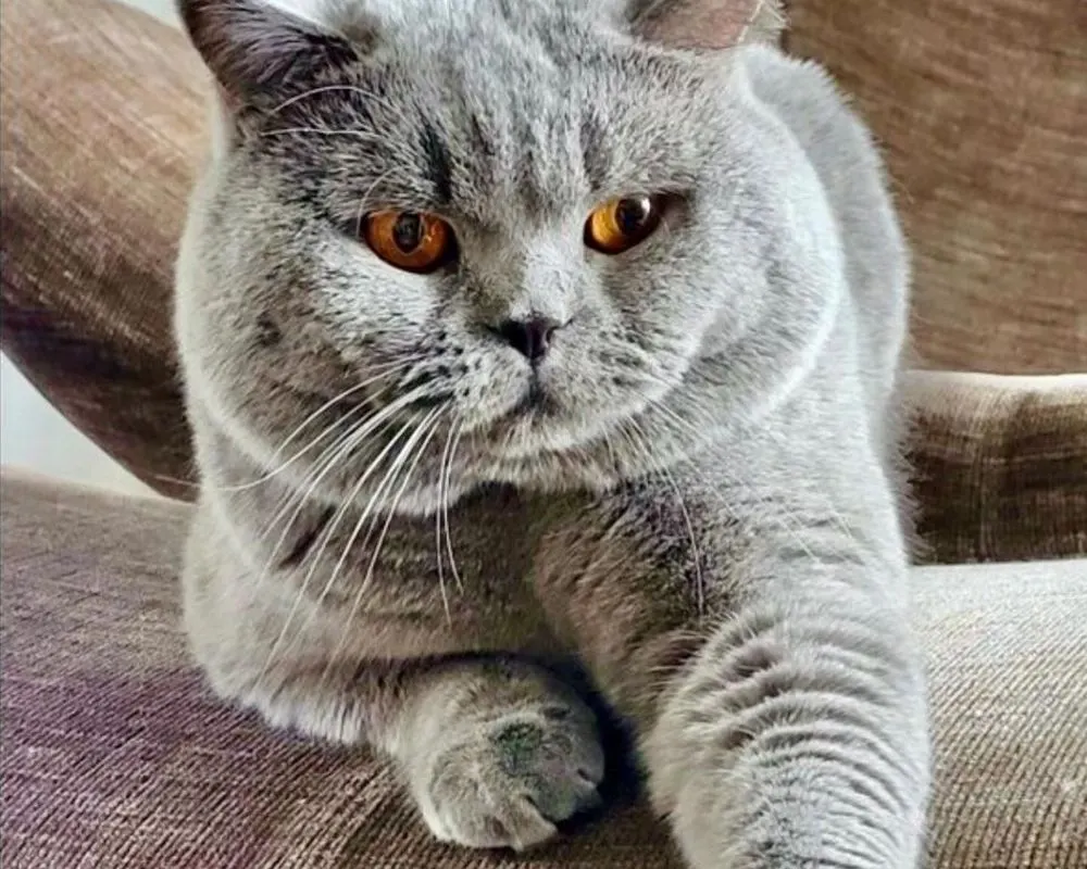 Xaro, British Shorthair bleu