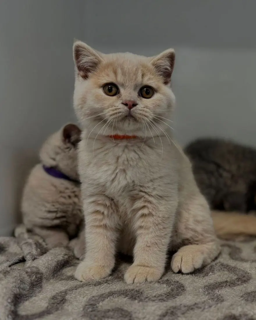 Nos chats à la maison