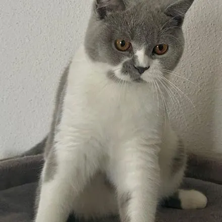 Barbie, British Shorthair bicolore bleu et blanc
