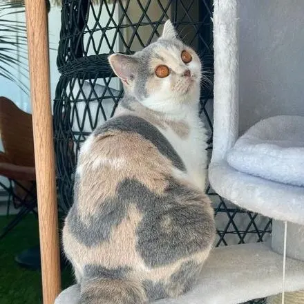 Quincy, British Shorthair blue tortie & blanc bicolore